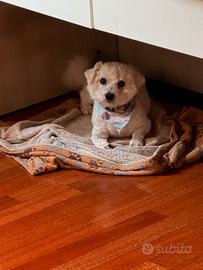 Cane Bischon Frise' femmina 5 anni