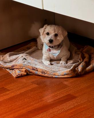 Cane Bischon Frise' femmina 5 anni