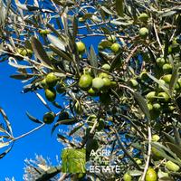 Terreno di 2.000 mq con 85 piante di ulivo | TR461