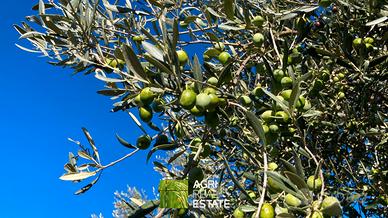 Uliveto di 2.000 mq con 85 piante