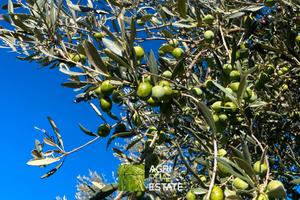 Uliveto di 2.000 mq con 85 piante