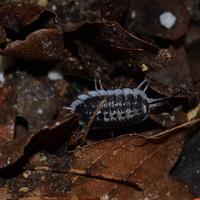 Porcellio Flavomarginatus 12 pezzi
