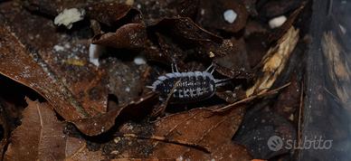 Porcellio Flavomarginatus 12 pezzi