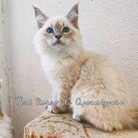 Gattino Siberiano con Pedigree