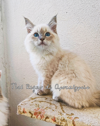 Gattino Siberiano con Pedigree