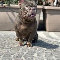Bulldog francese