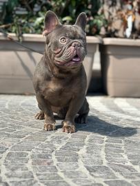 Bulldog francese