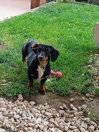 Cerco cane bassotto per monta