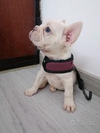 Bulldog francese