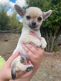 Chihuahua