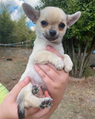 Chihuahua