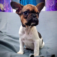 Ultima femmina bulldog francese esotico