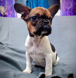 Ultima femmina bulldog francese esotico