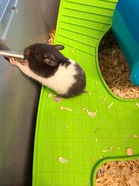 Dolcissimi criceti nati il 21/12