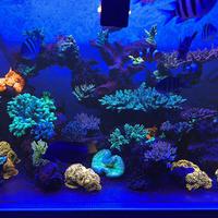 Aquario marino completo