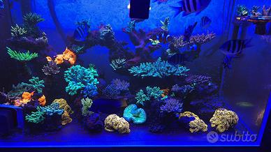 Aquario marino completo