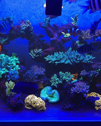 Aquario marino completo