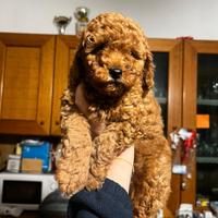 Cucciolo di barboncino