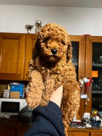 Cucciolo di barboncino