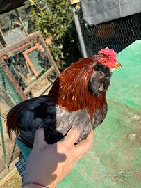 Gallo Araucana