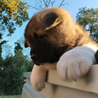 AKITA AMERICANO cuccioli