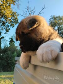 AKITA AMERICANO cuccioli