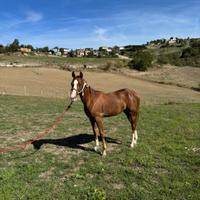Puledra quarter horse