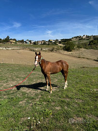 Puledra quarter horse