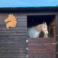 FATTRICE ANDALUSA (PRE) con documenti e passaporto