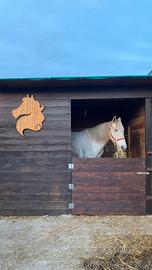 FATTRICE ANDALUSA (PRE) con documenti e passaporto