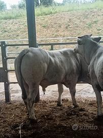Toro razza Marchigiana