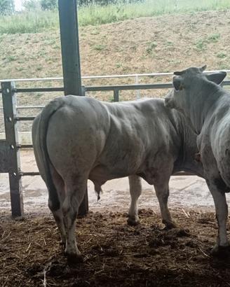Toro razza Marchigiana