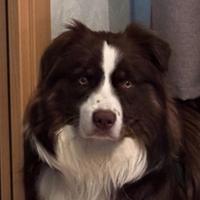 Maschio Pastore Australiano