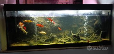 Acquario con pesci