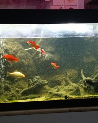 Acquario con pesci