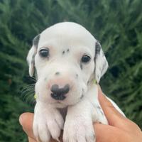Ultima cucciola di dalmata