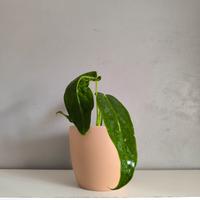 Anthurium Warocqueanum