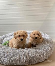 Maltipoo toy