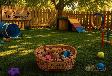 Maltipoo Mini Toy disponibili subito