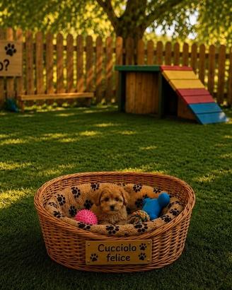 Maltipoo Mini Toy disponibili subito