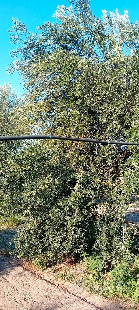 Terreno agricolo oliveto - Vista 3