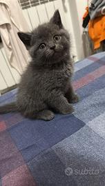 Scottish Fold