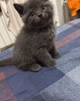 Scottish Fold