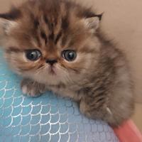 Gattini Persiani Esotici