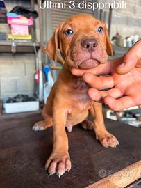American Pitbull terrier UKC