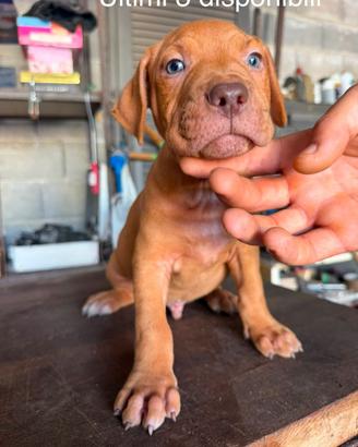 American Pitbull terrier UKC