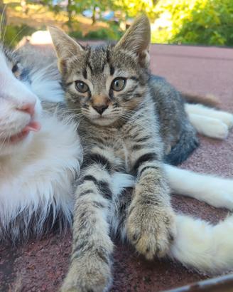 Gattino tigrato 2 mesi