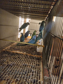 Parrocchetti dal collare