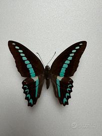 Farfalla graphium milon