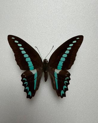 Farfalla graphium milon